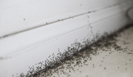 Viele Ameisen in einer Altbauwohnung an der Fußleiste
