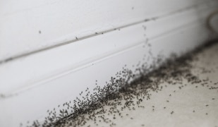 Viele Ameisen in einer Altbauwohnung an der Fußleiste