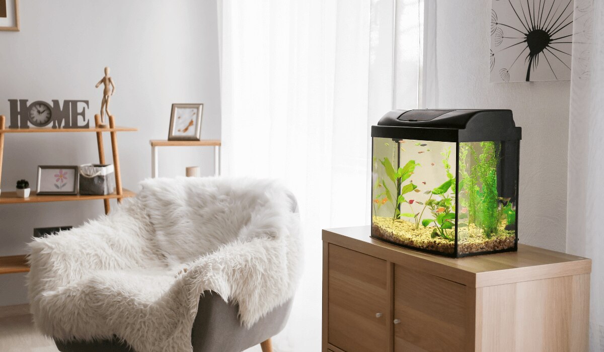 Geputztes Aquarium steht in Wohnzimmer
