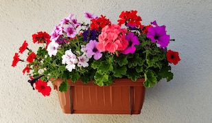 Balkon-Blumenkasten mit Geranien und Petunien
