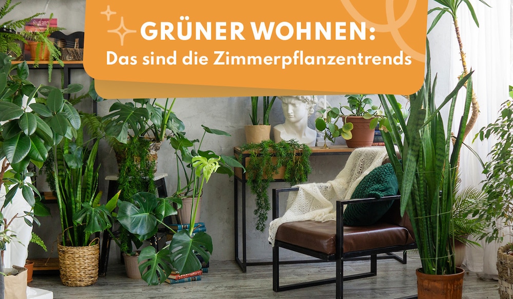 Zimmerpflanzentrends des Jahres