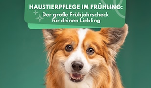 Frühjahrscheck für Haustiere: So startet dein Liebling gesund in die warme Saison