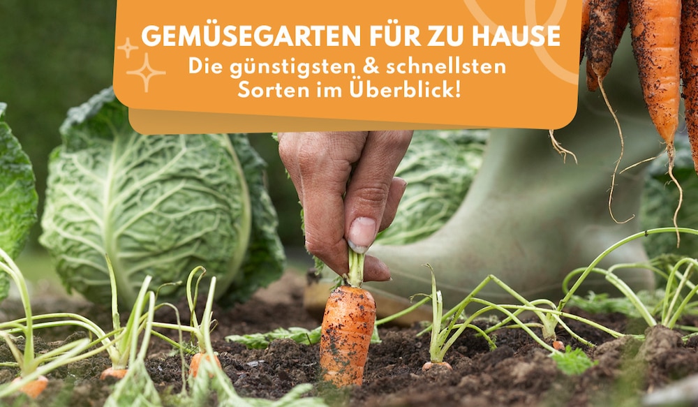 Gemüsegarten Header Image