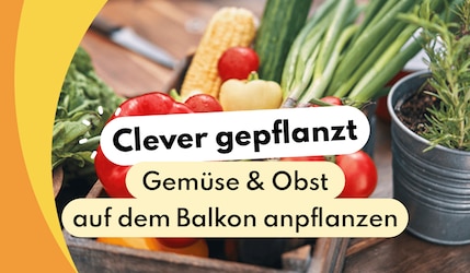 Header Image mit Gemüse und Schriftzug zum Thema Gemüse & Obst auf dem Balkon anpflanzen