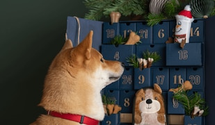 Hund schaut in einen Hunde Adventskalender für Haustiere