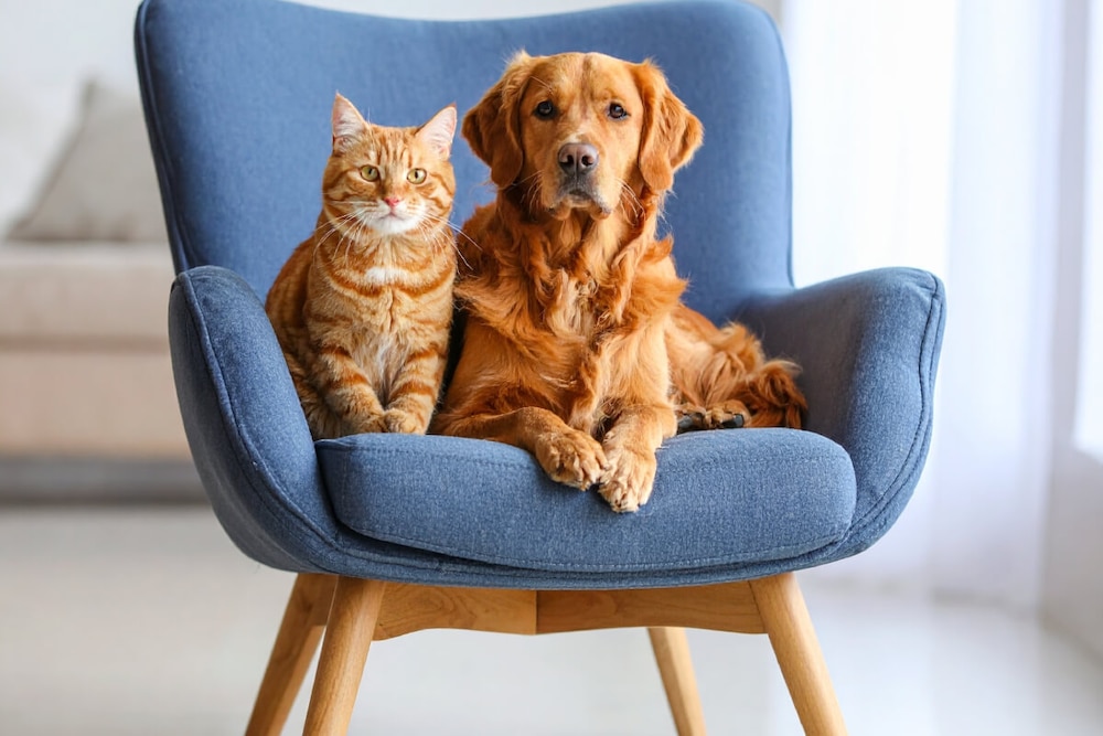 Ein Zuhause, in dem sich Katze & Hund rundum wohlfühlen – mit Charme und cleveren Ideen
