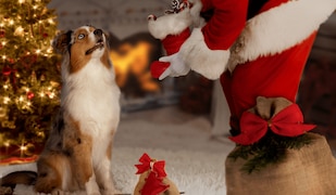 Hund wird von einem Nikolaus beschenkt mit Nikolausstiefel