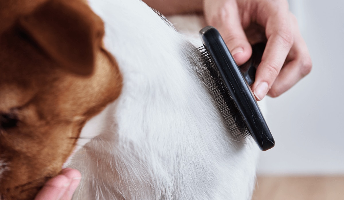 Ein Jack Russel Terrier wird mit einer schwarzen Bürste gebürstet