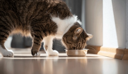 Katze frisst aus einem Napf