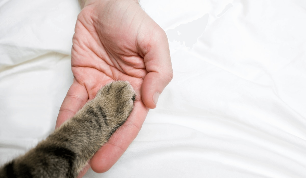 Katzenpflege (1).png