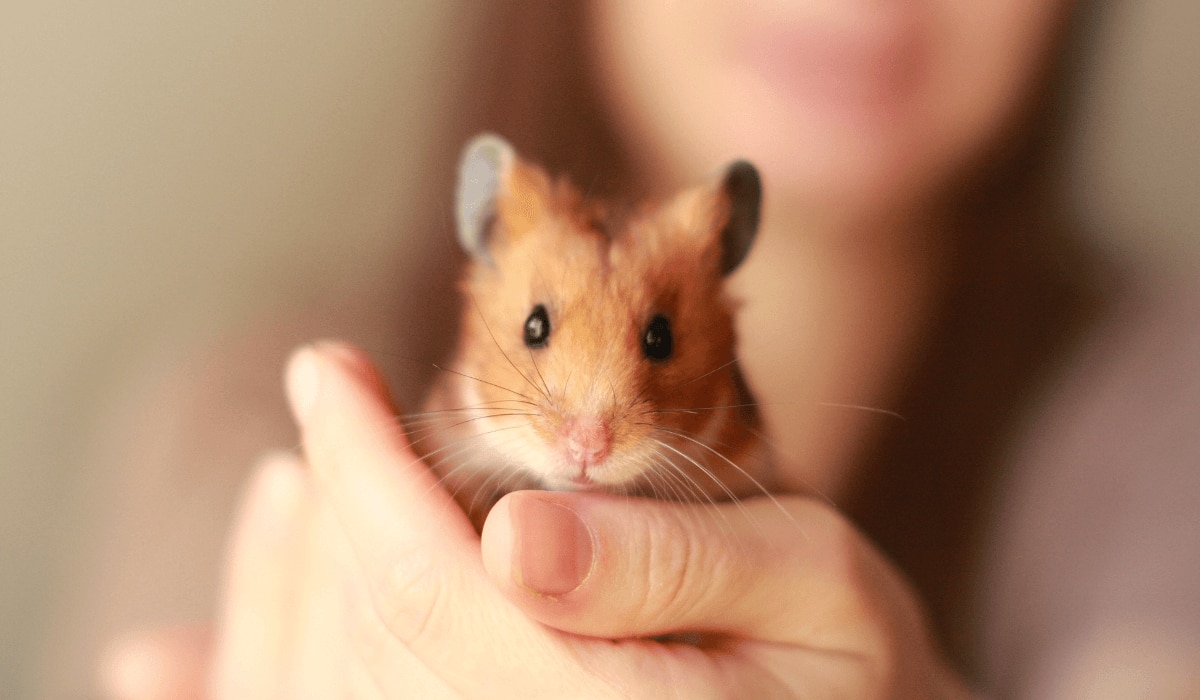 Hamster sitzt in der Hand einer Frau