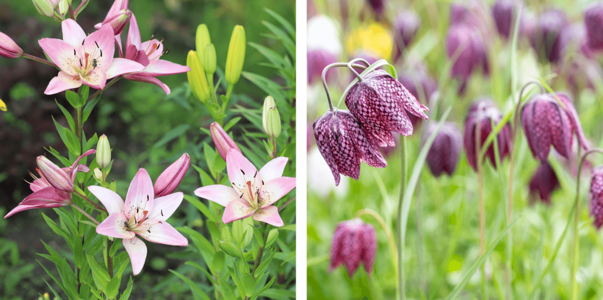 Lilien und Schachbrettblume