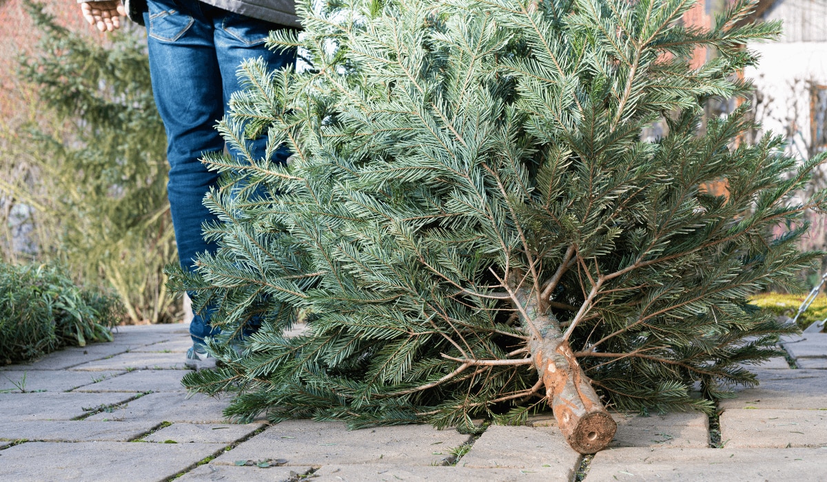 Mann zieht einen abgeschmückten Weihnachtsbaum hinter sich her