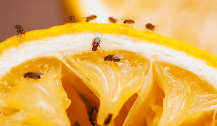 Mehrere Fruchtfliegen sitzen auf einer Orangenschale
