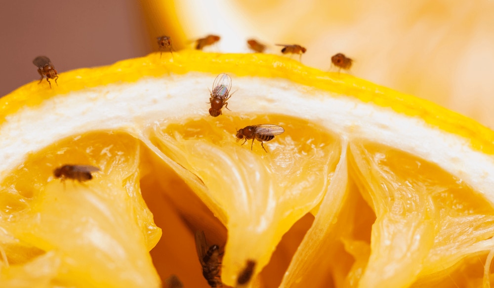 Mehrere Fruchtfliegen sitzen auf einer Orangenschale
