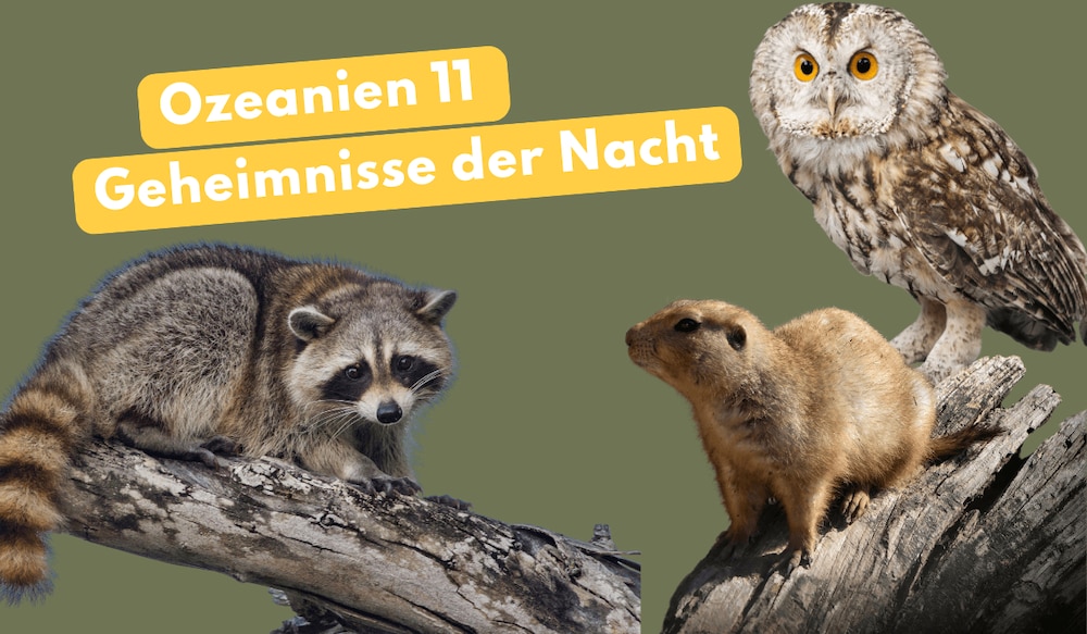 Ozeanien bei Netto mit dem Scottie