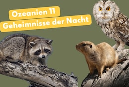 Ozeanien bei Netto mit dem Scottie