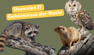 Ozeanien bei Netto mit dem Scottie