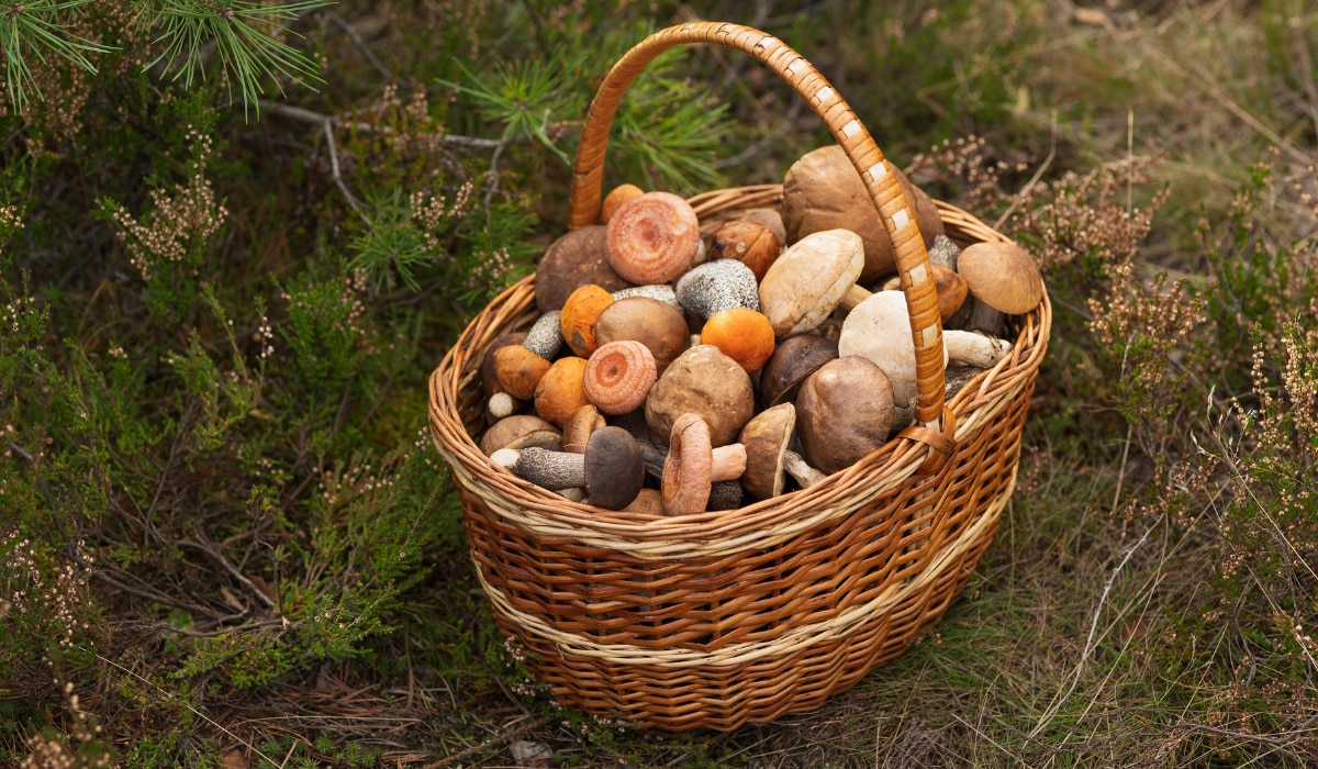 Pilze im Korb