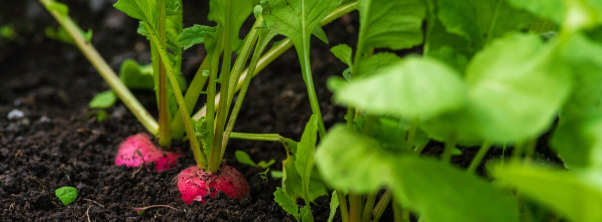 Radieschen im Beet