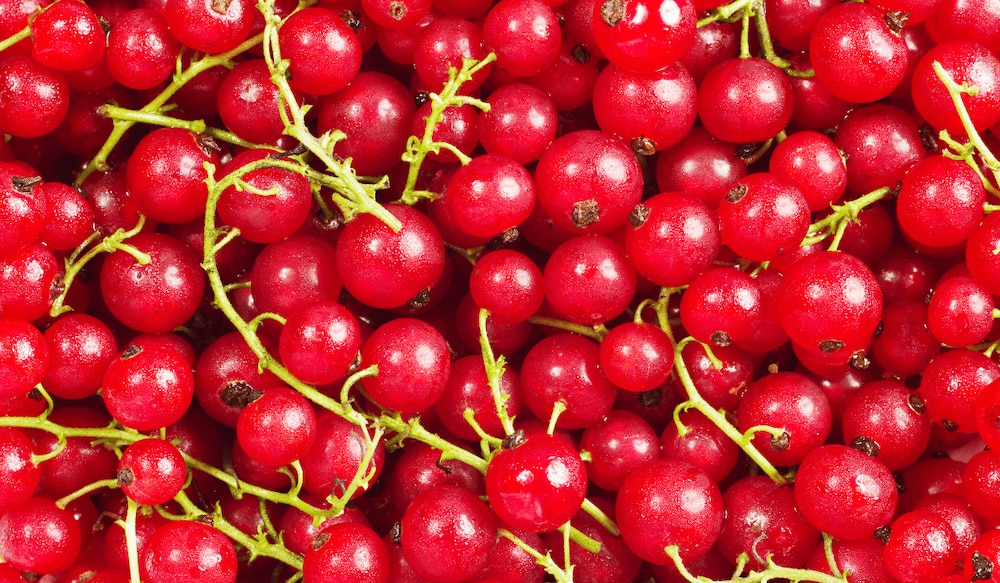 Rote Johannisbeeren