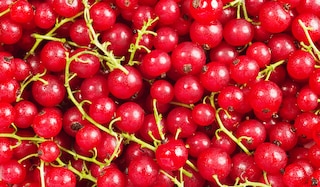 Johannisbeer-Saison! Spritzige Rezepte zum Genießen