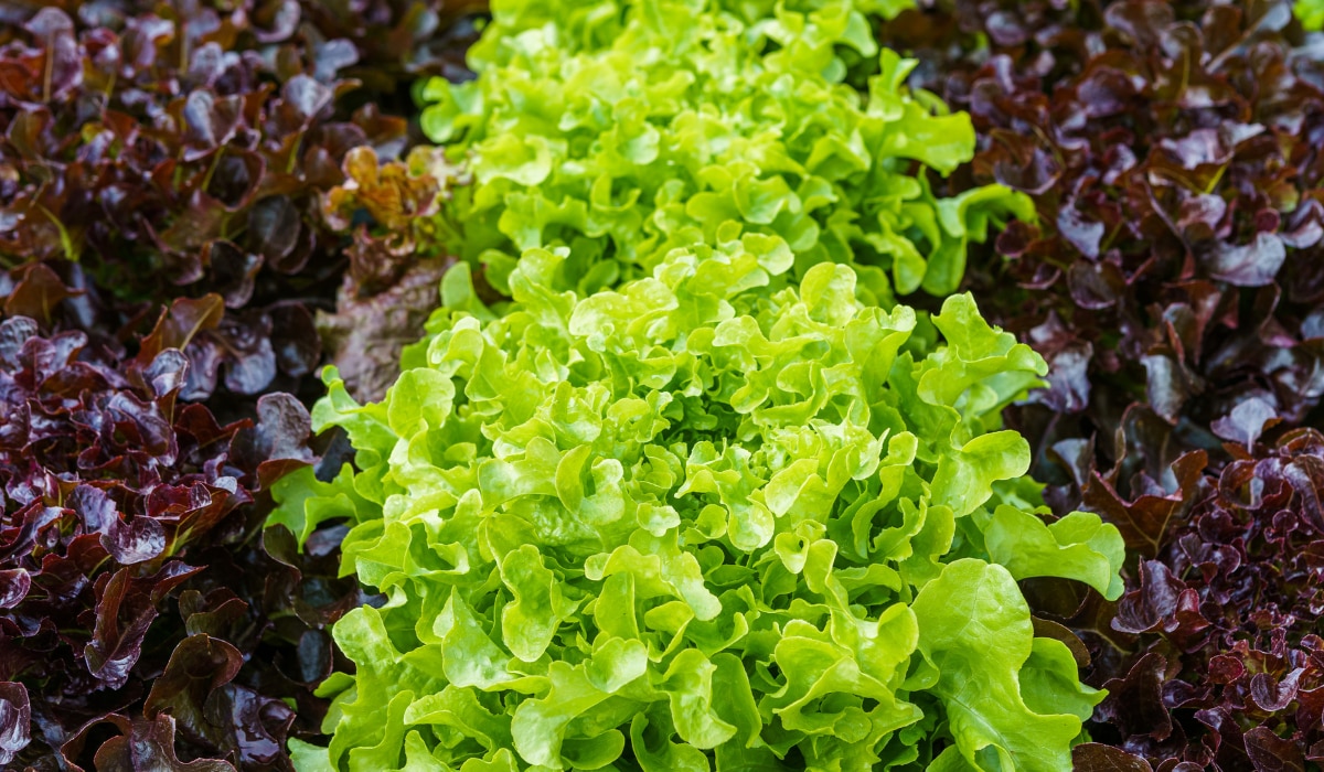 Salatgemüse