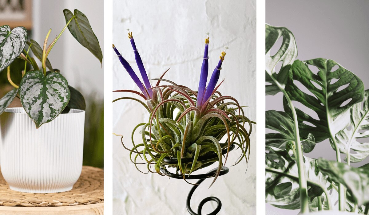 Trend klassische Zimmerpflanzen  