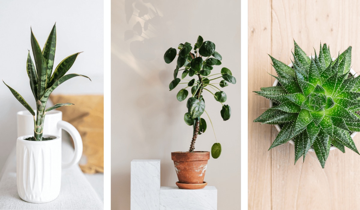 Trend nachhaltige Pflanzen und Accessoires 