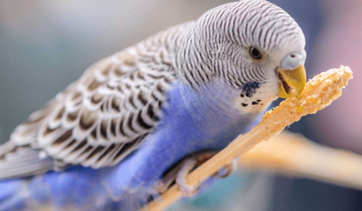 Ein blauer Wellensittich knabbert an Stange