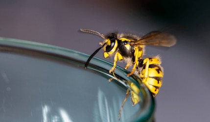 Wespen am Esstisch: Diese Tipps helfen – und das solltest du vermeiden