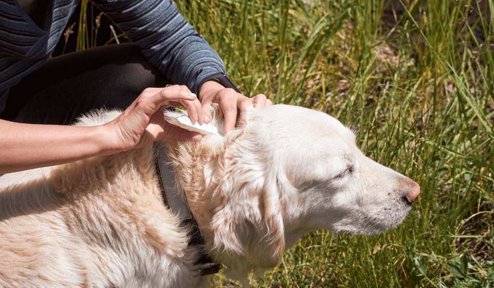 Zecke wird mit tickSAFE aus DHDL von einem Hund entfernt