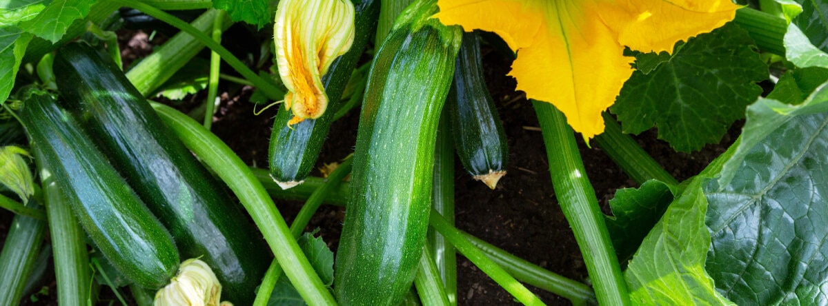 Zucchini Pflanze mi Blüten