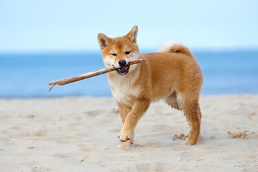 Wo gibt es das vegane Hundefutter Vegdog aus "Die Höhle der Löwen" zu kaufen?