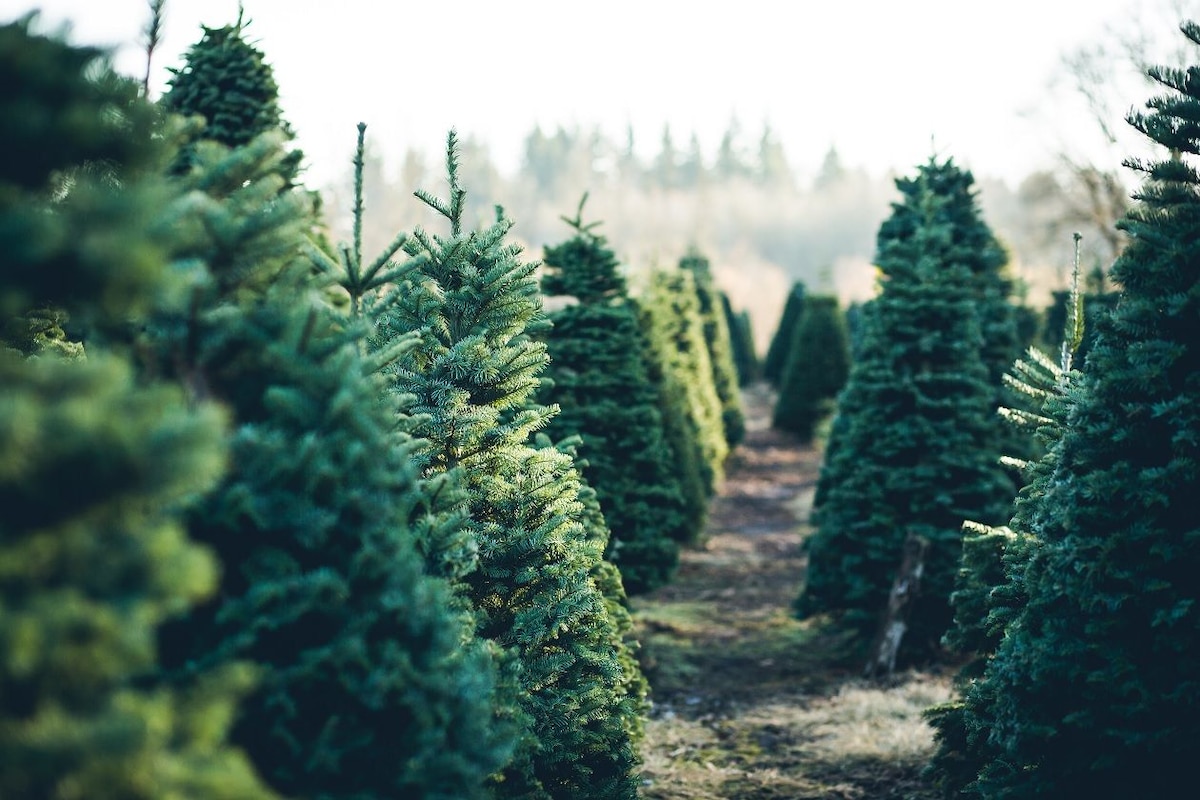 Wo kann man Weihnachtsbäume kaufen? Der große Überblick
