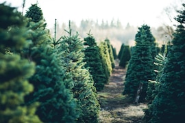Wo kann man Weihnachtsbäume kaufen? Der große Überblick