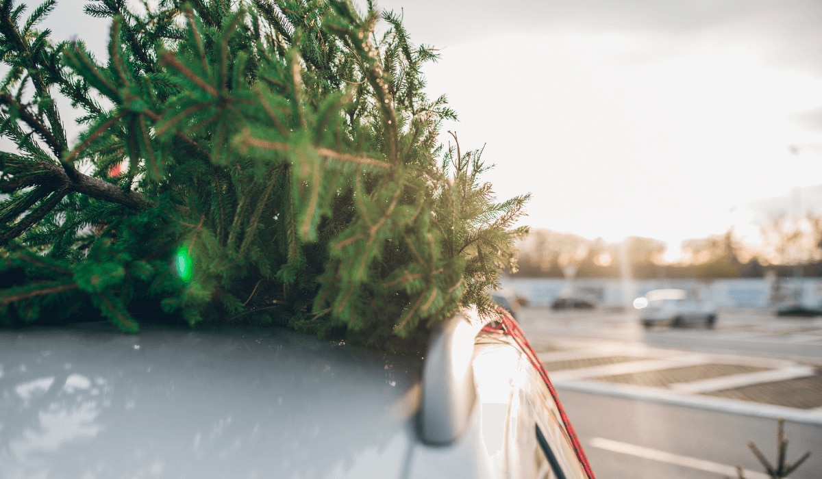 Weihnachtsbaum auf Autodach