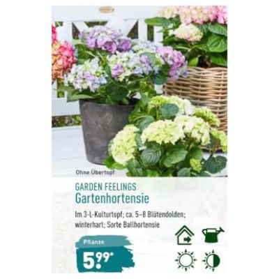 Hortensie Aldi Nord