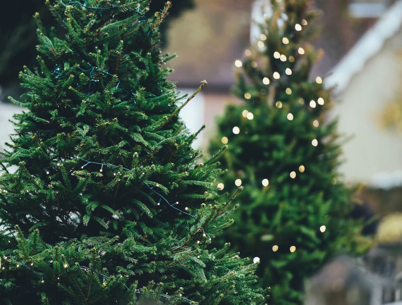 Kaufland verkauft Weihnachtsbäume dieses Jahr auch online und bietet Fair Trees an
