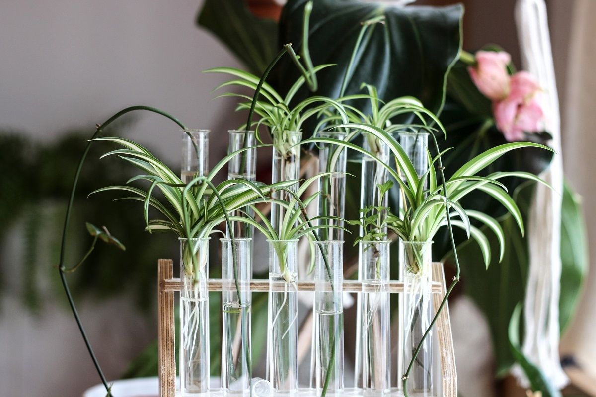 der orden der weien orchidee Orchidee weiss