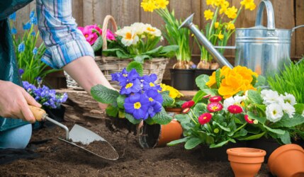 Die beliebtesten Gartenpflanzen für Anfänger