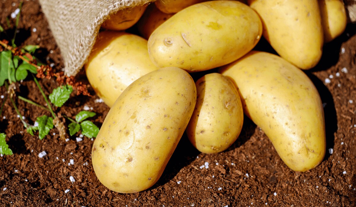Kartoffeln anbauen