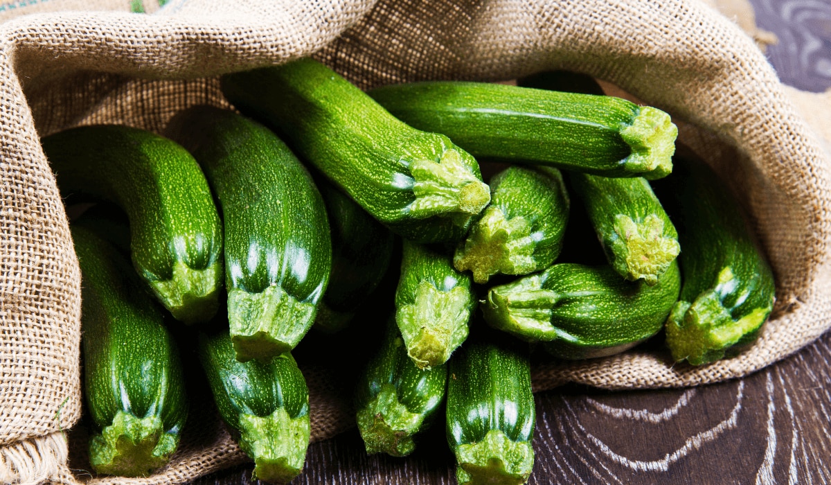 Zuchini anbauen