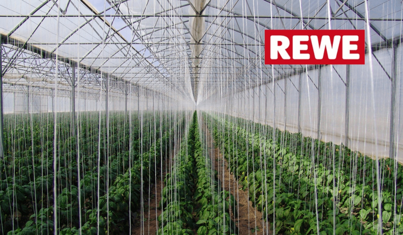 REWE eröffnet ersten grünen Markt Deutschlands mit Dachfarm!