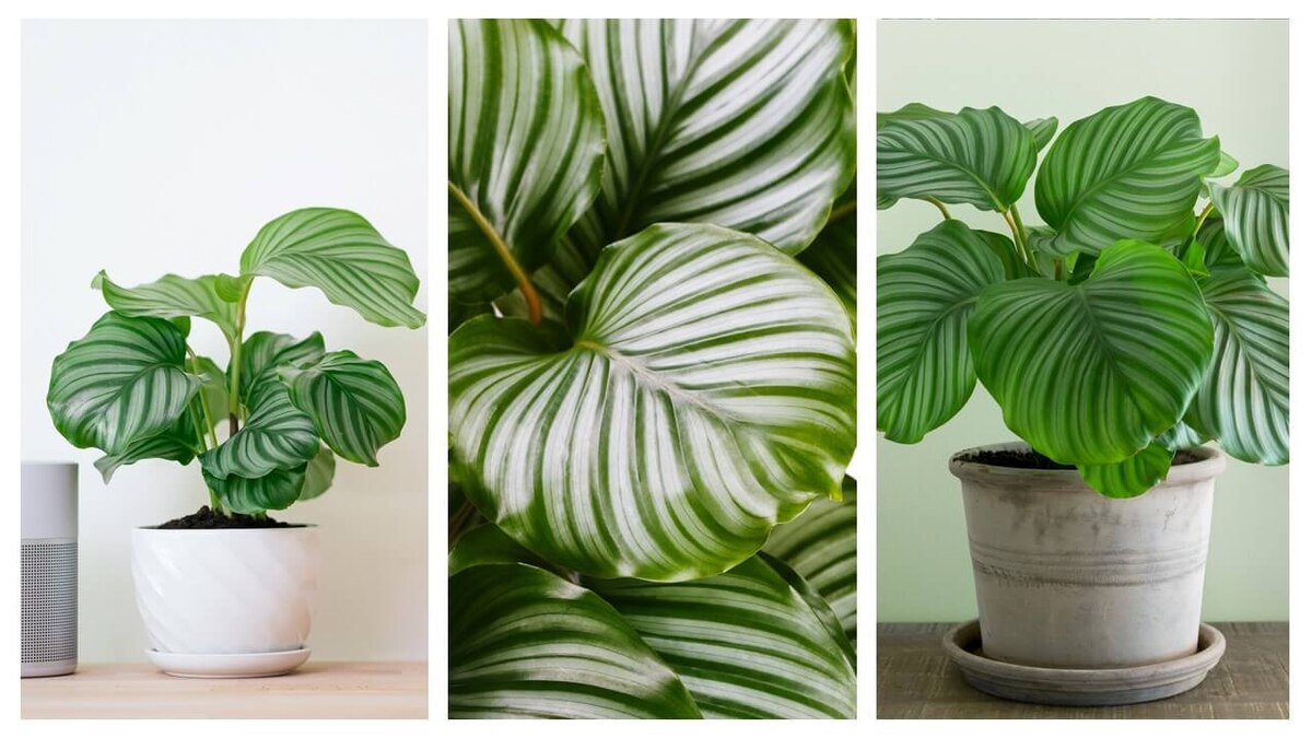 Calathea Orbifolia Zimmerpflanze Trend