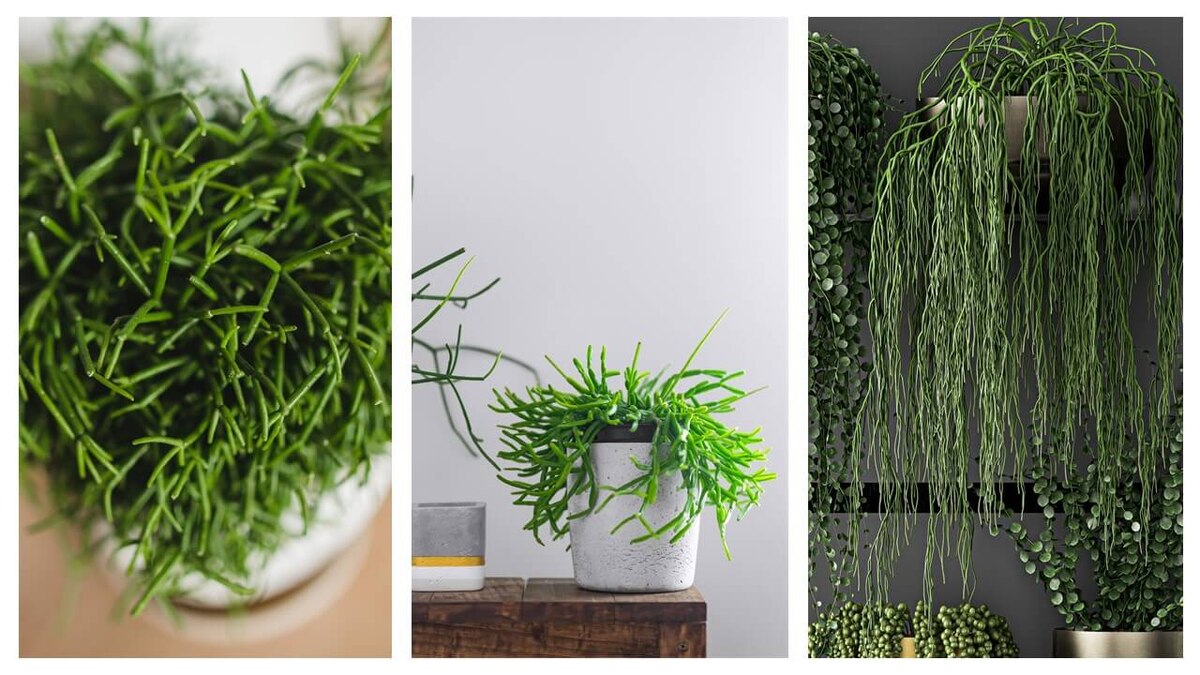 Rhipsalis Korallenkaktus Zimmerpflanze Trend