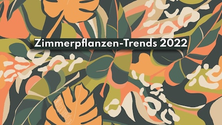 Zimmerpflanzen Trends