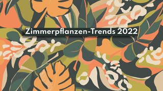 Trendpflanzen 2022 - Die angesagtesten Zimmerpflanzen in diesem Jahr