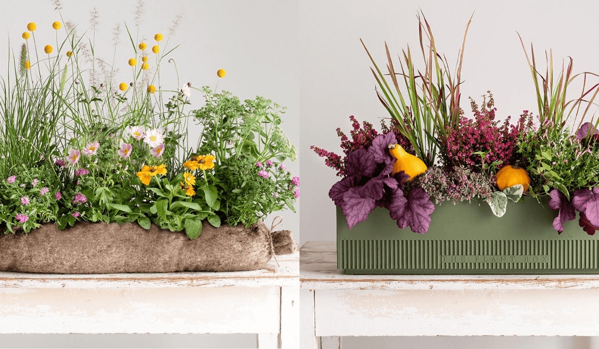 Plant The Box Blumenkreationen kaufen