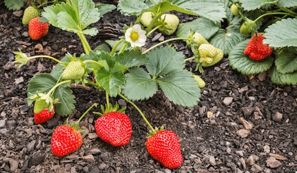 Erdbeeren anpflanzen